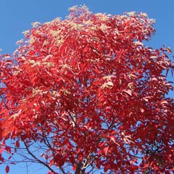 Oxydendron arboreum